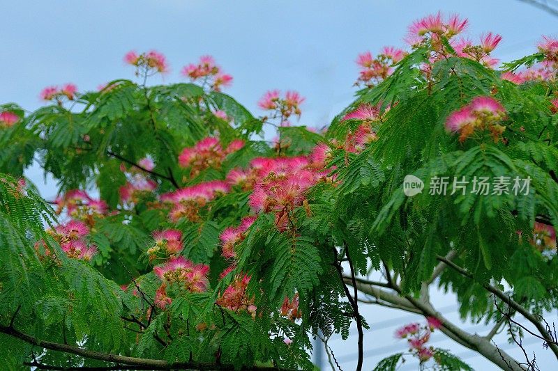 合欢/丝树花:蓬松，粉红色，粉扑花头